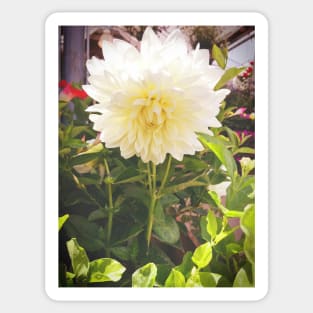 Dahlias, Montreal Sticker